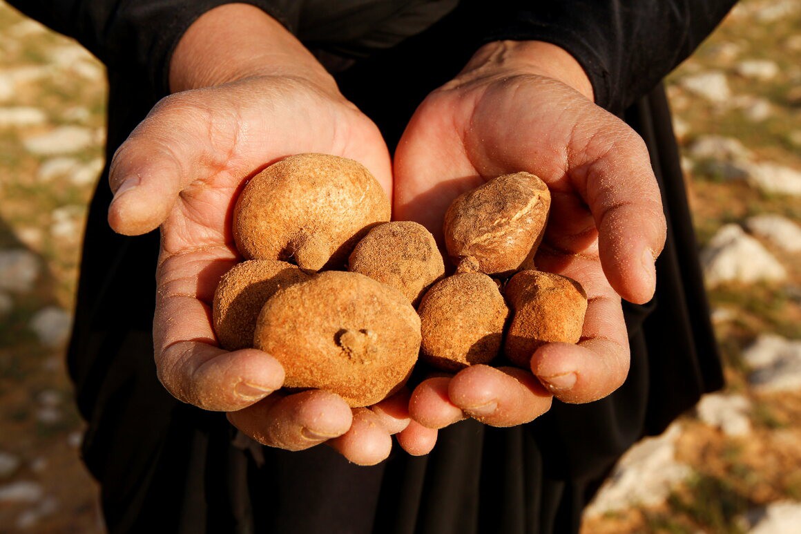 Loại nấm truffle mọc trên sa mạc ở Trung Đông - 2