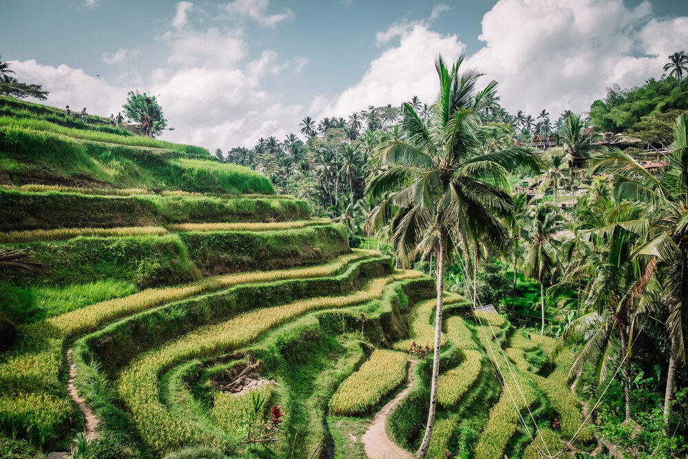 Đảo Bali, Indonesia: Sáu tuần mở cửa không một bóng du khách - 3