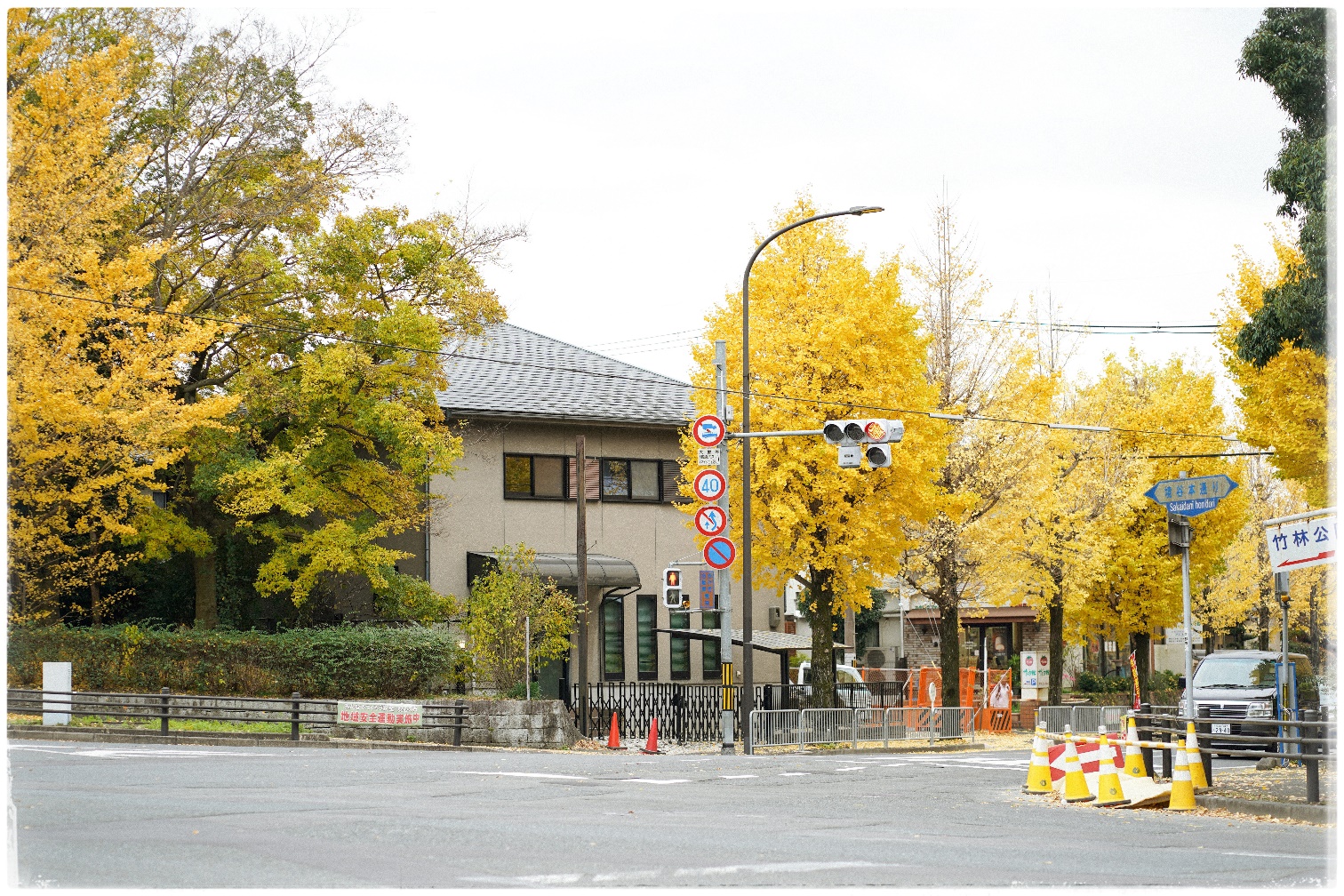 Đường phố trải thảm vàng, công viên rợp sắc đỏ ngày cuối thu ở Nhật Bản - 1