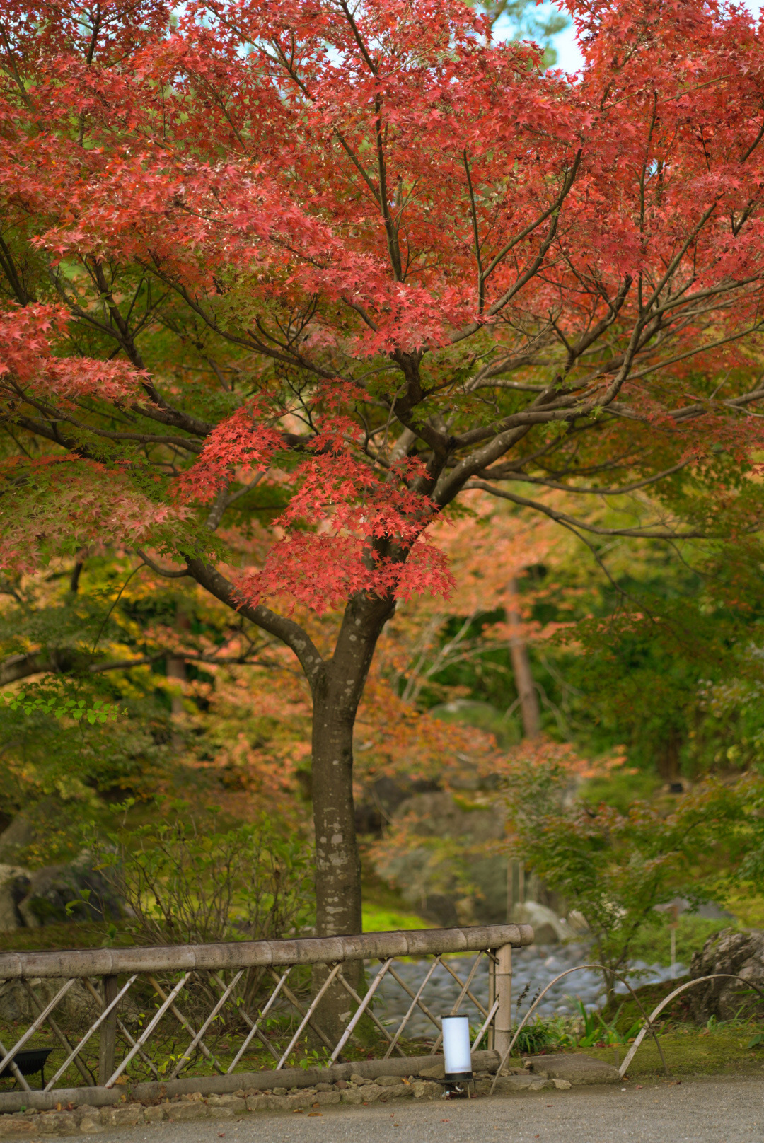 Đường phố trải thảm vàng, công viên rợp sắc đỏ ngày cuối thu ở Nhật Bản - 7