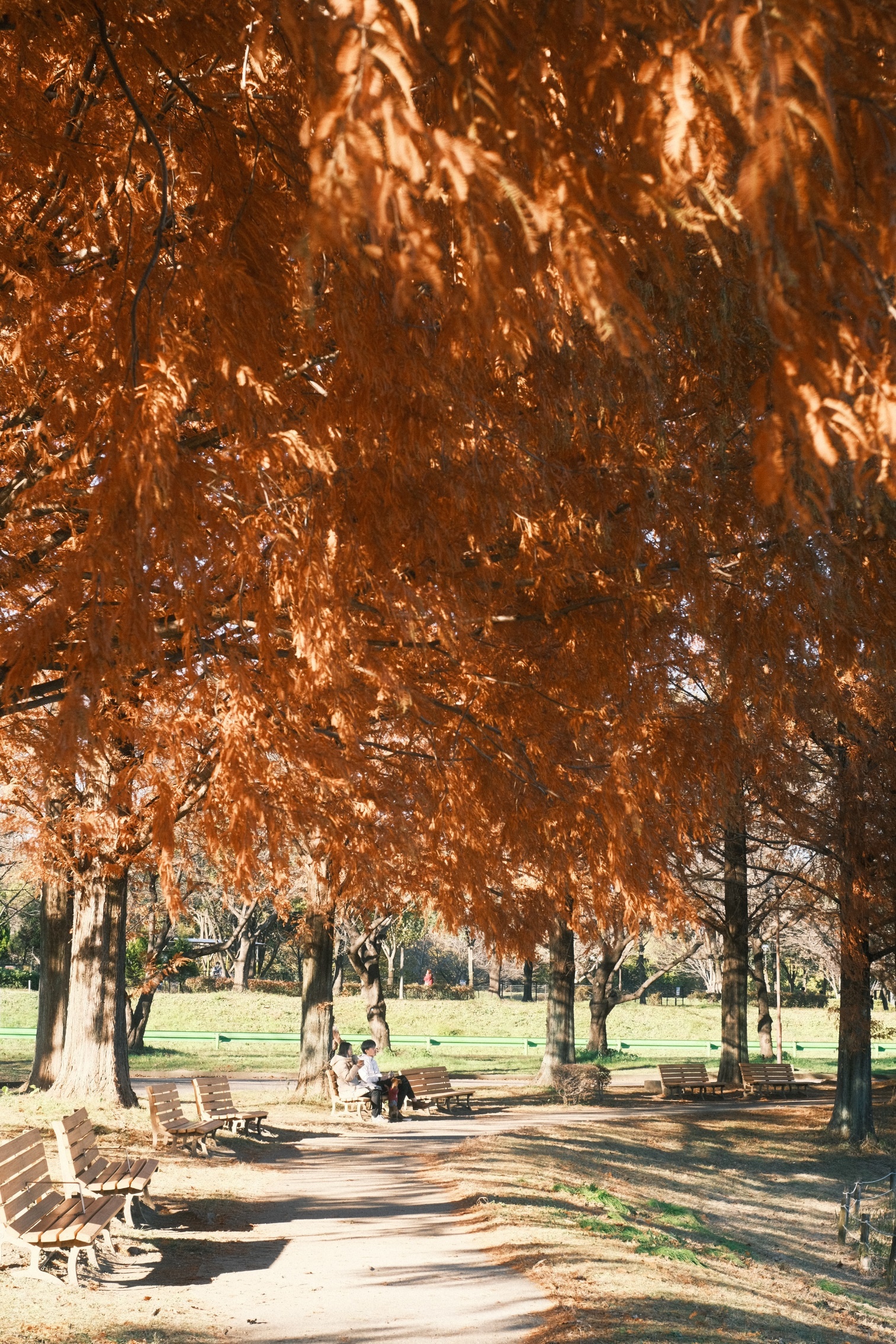 Đường phố trải thảm vàng, công viên rợp sắc đỏ ngày cuối thu ở Nhật Bản - 10