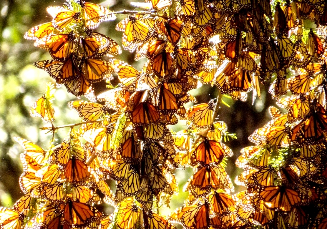 Hàng tỷ con bướm chúa bắt đầu hành trình di cư trú đông đến khu bảo tồn Mexico - 2