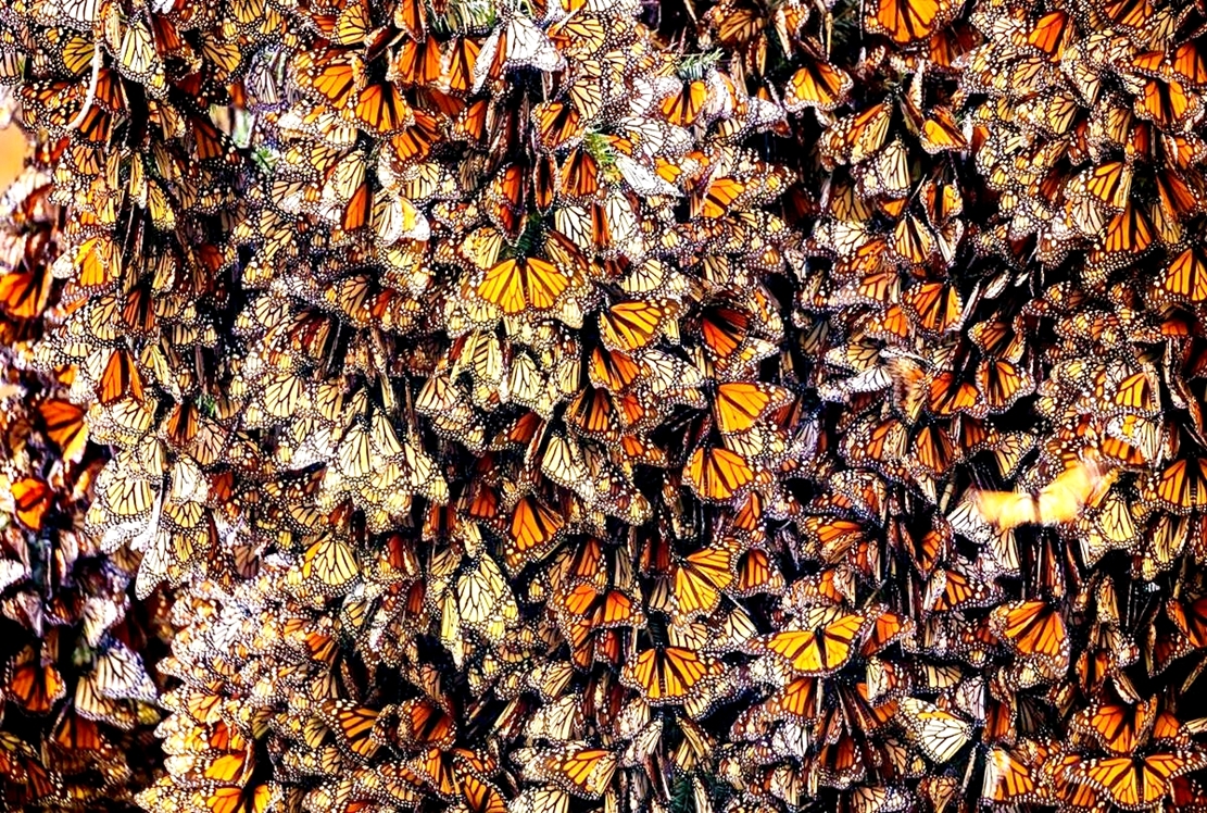 Hàng tỷ con bướm chúa bắt đầu hành trình di cư trú đông đến khu bảo tồn Mexico - 3