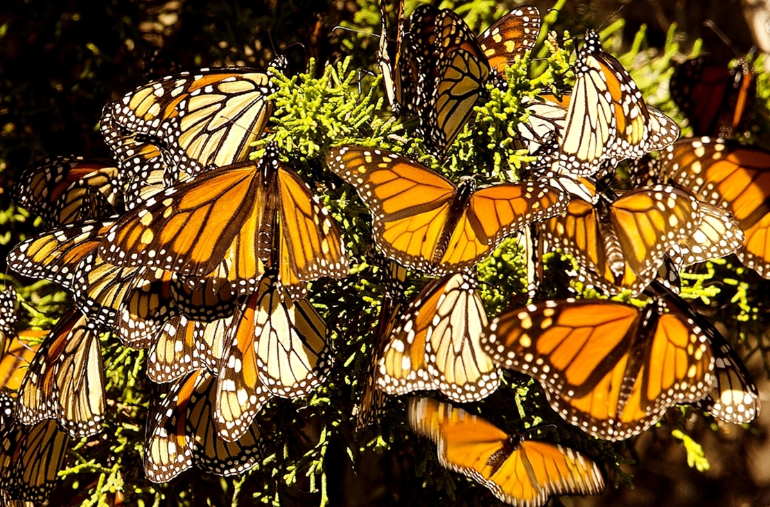 Hàng tỷ con bướm chúa bắt đầu hành trình di cư trú đông đến khu bảo tồn Mexico - 4