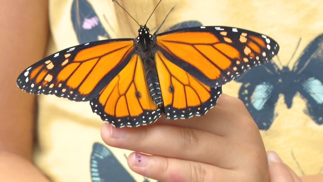 Hàng tỷ con bướm chúa bắt đầu hành trình di cư trú đông đến khu bảo tồn Mexico - 5