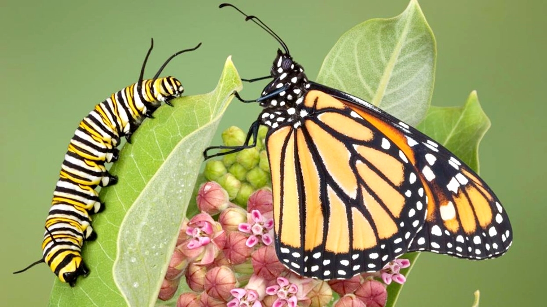 Hàng tỷ con bướm chúa bắt đầu hành trình di cư trú đông đến khu bảo tồn Mexico - 6