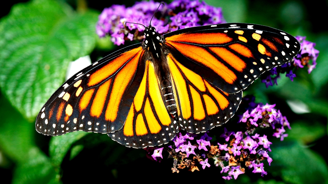 Hàng tỷ con bướm chúa bắt đầu hành trình di cư trú đông đến khu bảo tồn Mexico - 7