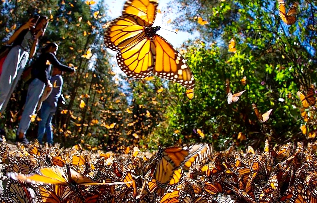 Hàng tỷ con bướm chúa bắt đầu hành trình di cư trú đông đến khu bảo tồn Mexico - 8