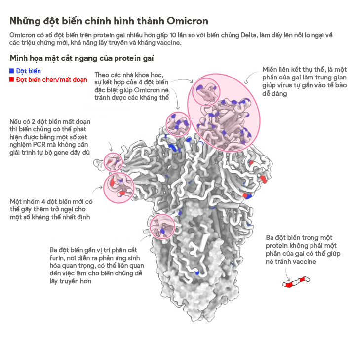 Công bố mới của WHO về biến chủng Omicron - 2