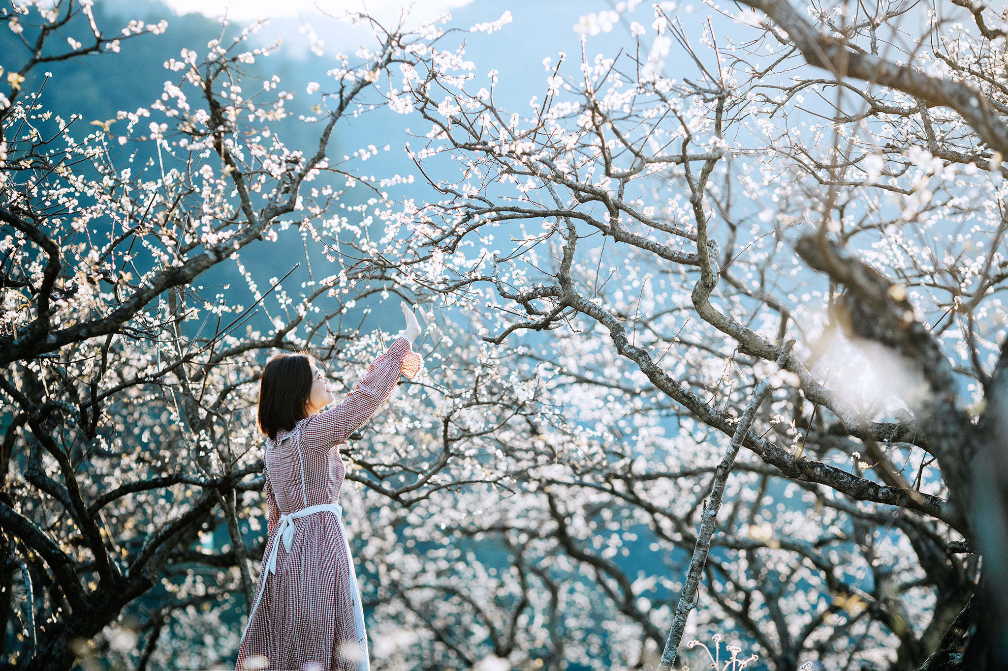 Điểm đẹp nhất để ngắm trọn mùa hoa mận Mộc Châu khoe sắc - 1