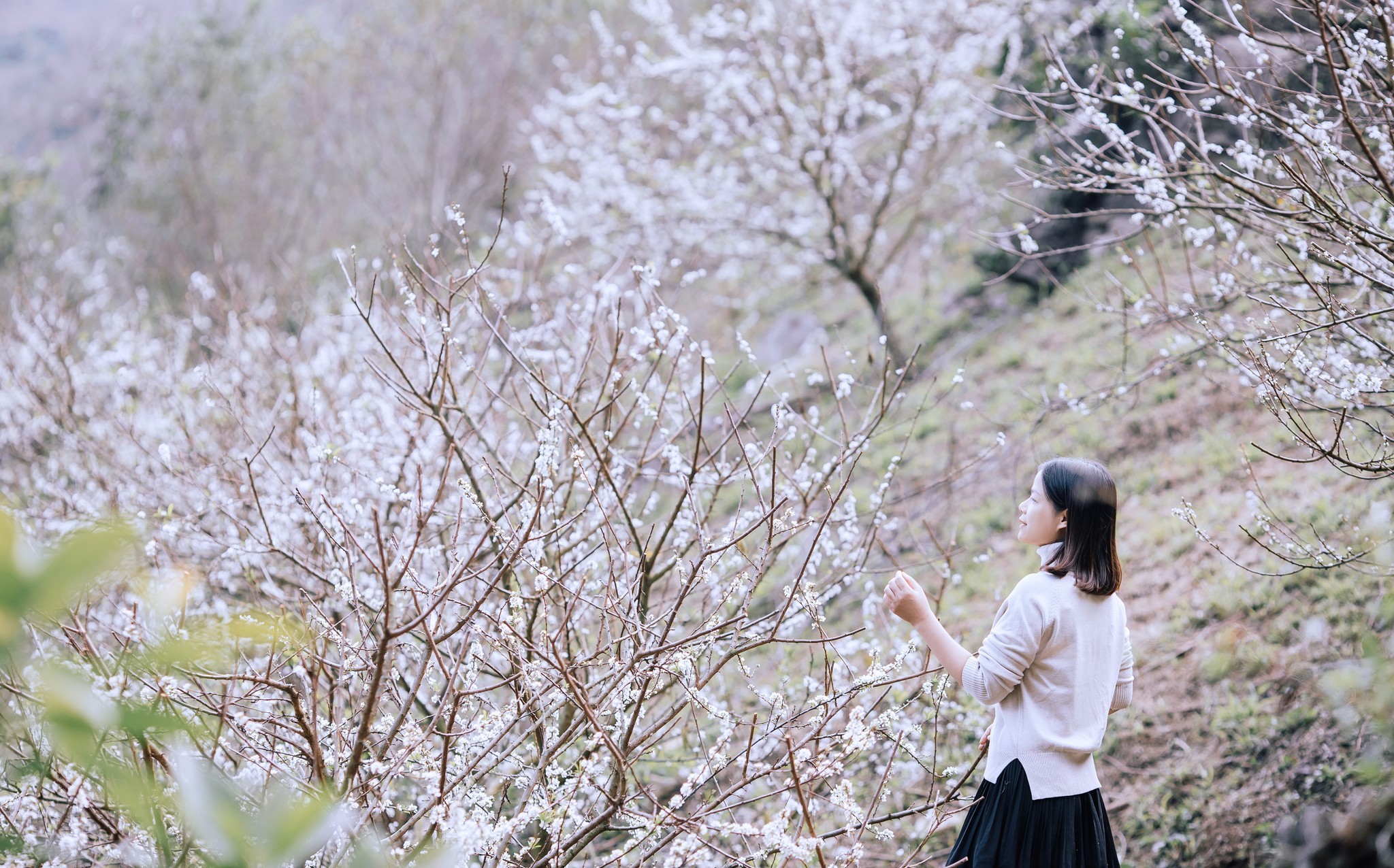 Điểm đẹp nhất để ngắm trọn mùa hoa mận Mộc Châu khoe sắc - 8