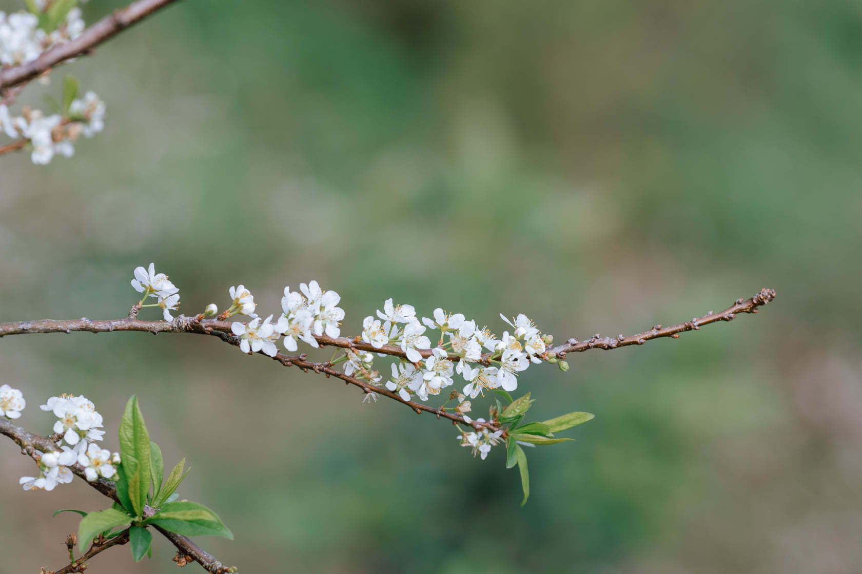 Điểm đẹp nhất để ngắm trọn mùa hoa mận Mộc Châu khoe sắc - 9