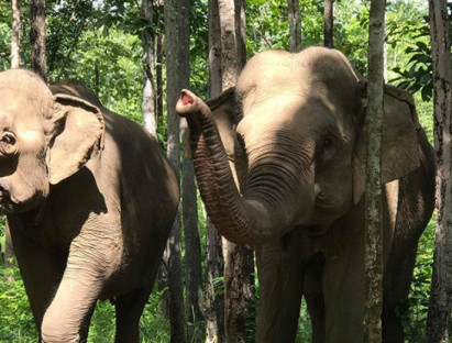 Chuyển động - Triển khai mô hình du lịch sinh thái thân thiện với voi tại Đắk Lắk