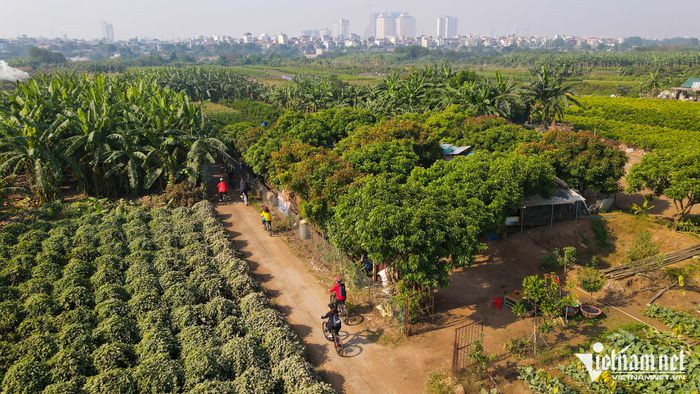 Du khách chi tiền triệu đạp xe ngắm vườn chuối, ruộng rau giữa Hà Nội - 8