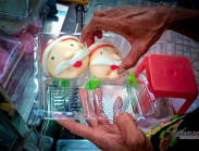 Độc nhất năm nay, bánh bao ông già Noel đắt khách