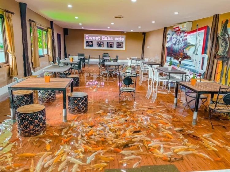 Độc đáo quán cà phê cá koi có một không hai ở Thái Lan - 1