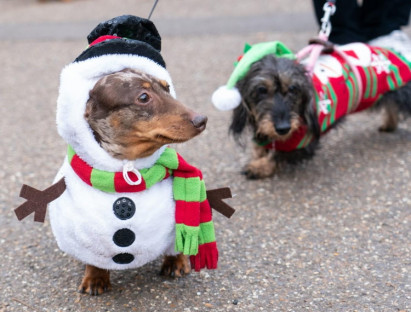 Lễ hội - Chó xúc xích dự lễ hội diễu hành Giáng sinh tại Anh