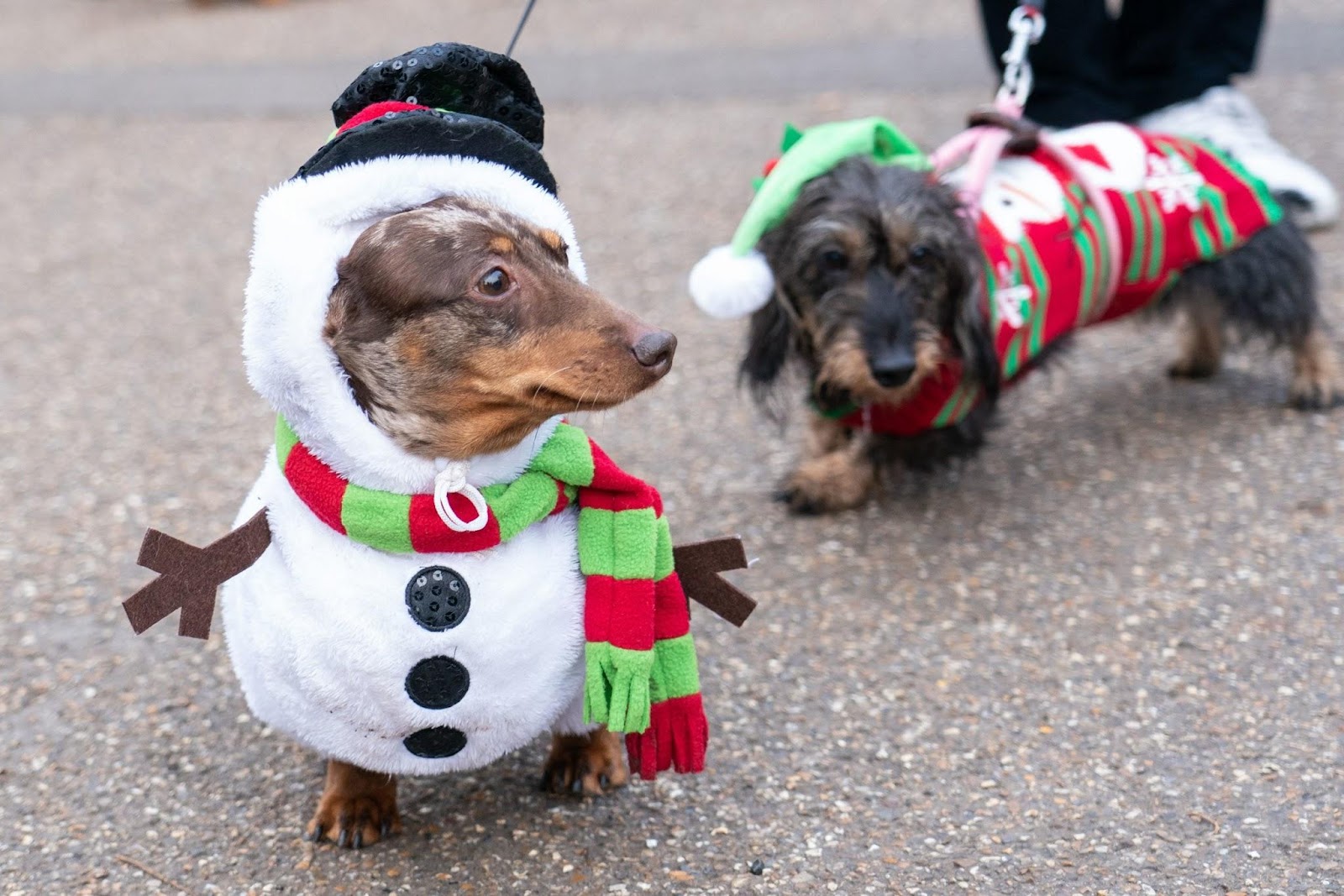 Chó xúc xích dự lễ hội diễu hành Giáng sinh tại Anh - 1