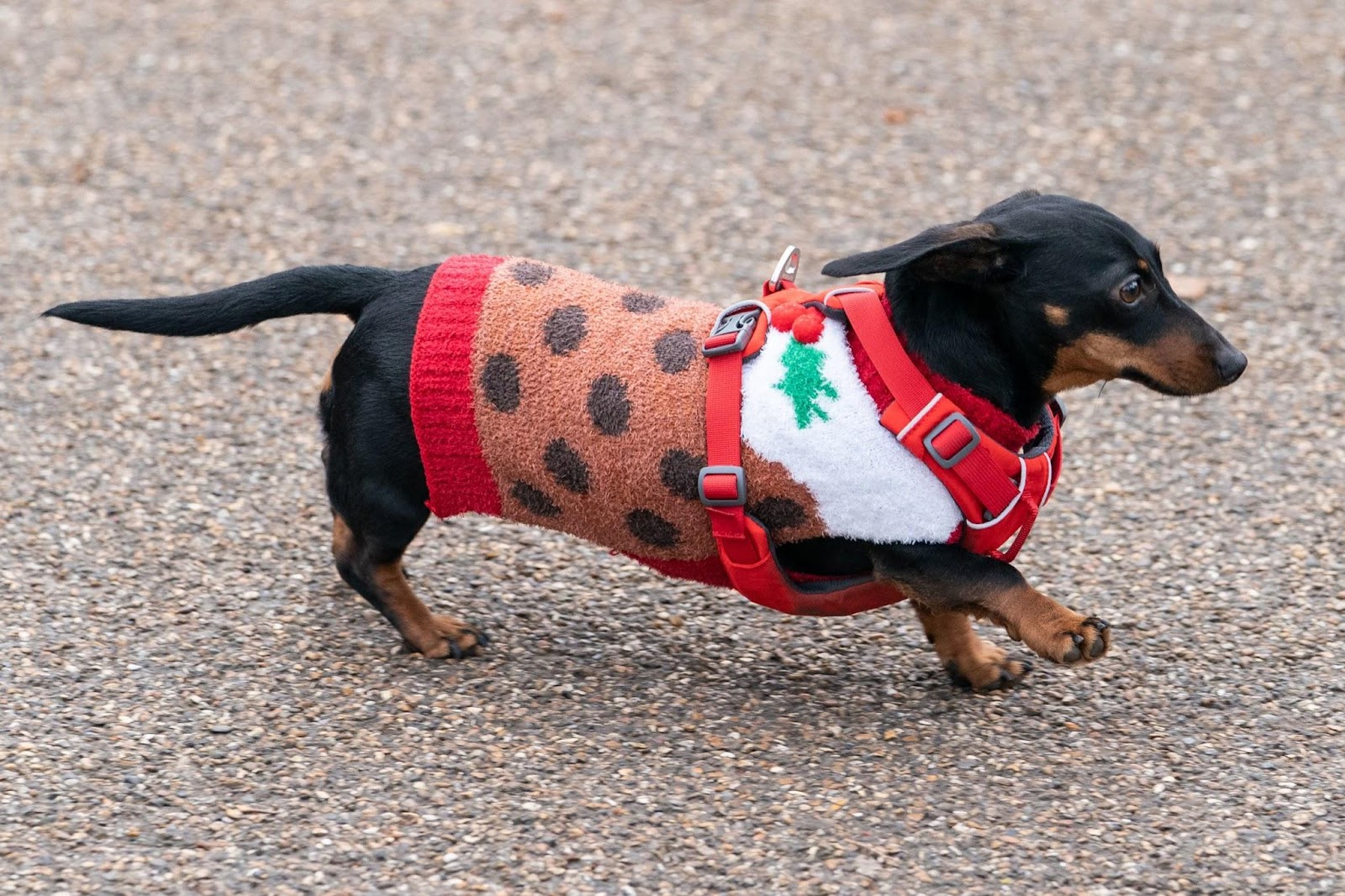 Chó xúc xích dự lễ hội diễu hành Giáng sinh tại Anh - 4