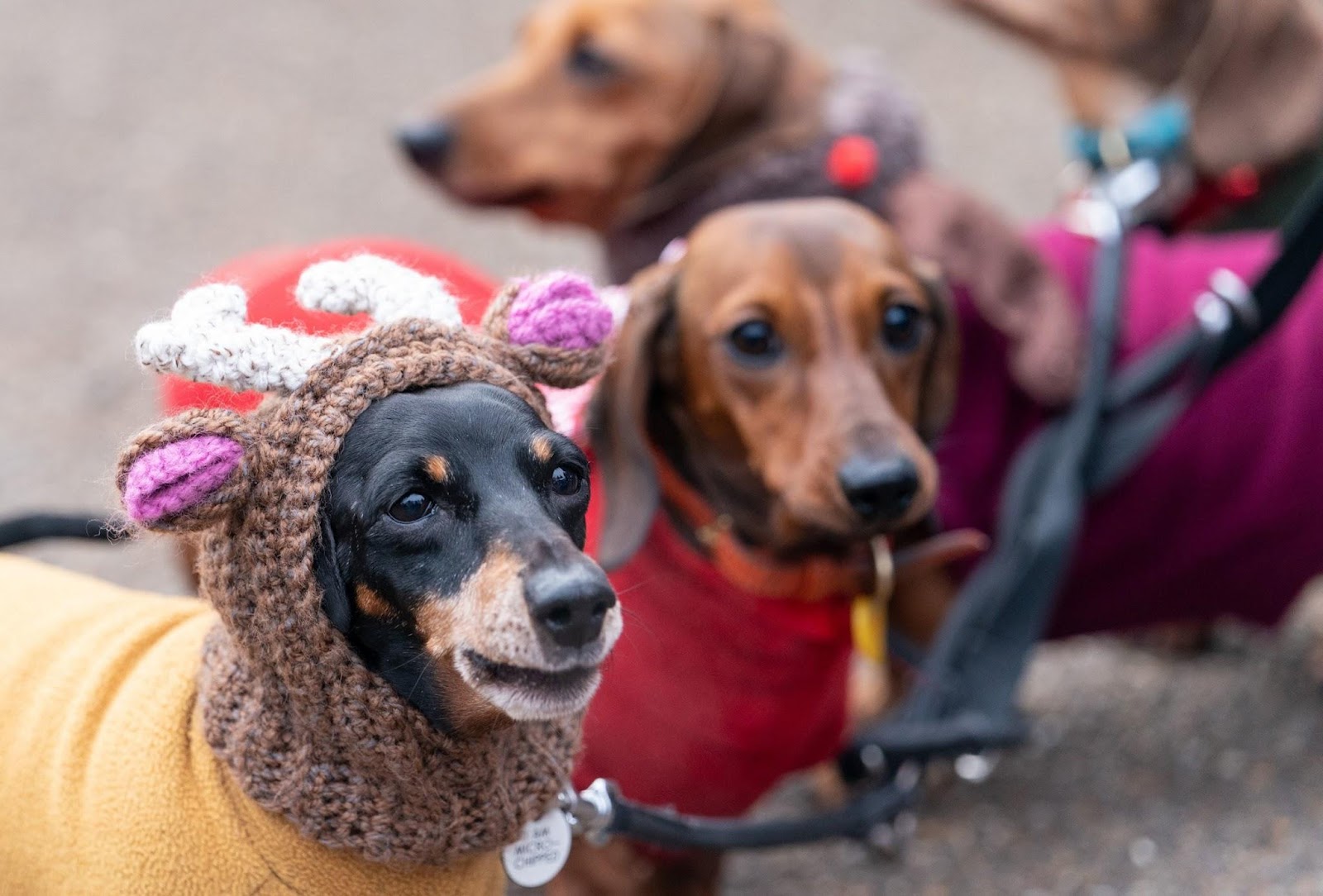 Chó xúc xích dự lễ hội diễu hành Giáng sinh tại Anh - 5