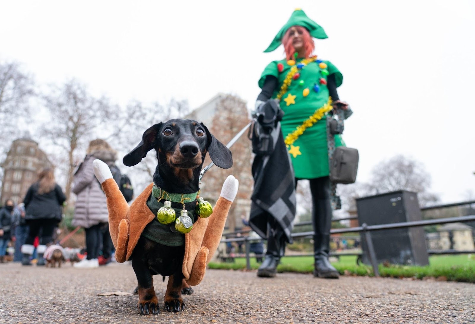 Chó xúc xích dự lễ hội diễu hành Giáng sinh tại Anh - 6
