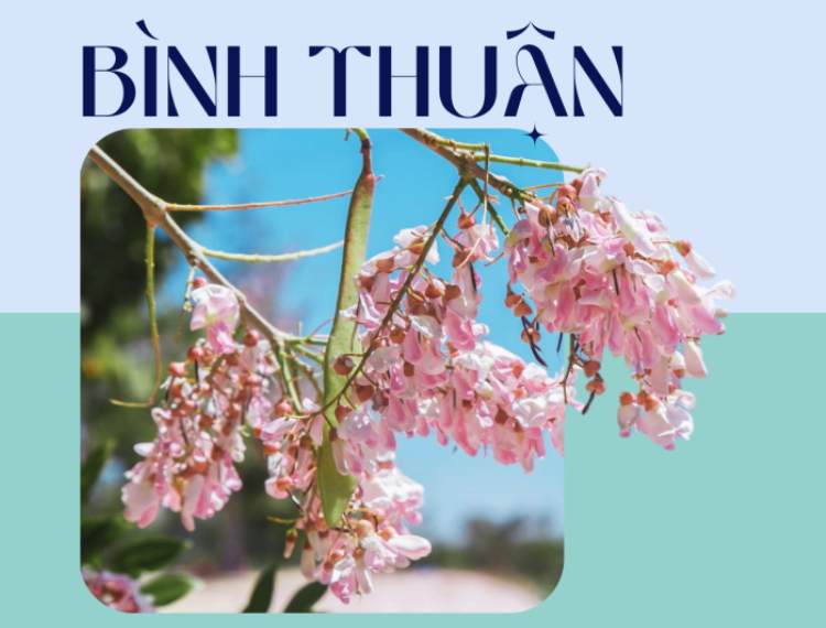 Bình Thuận những mùa hoa