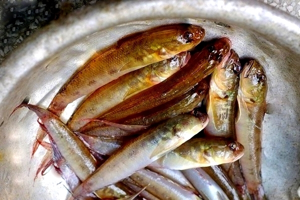 Hương vị khó quên của món cá bống kho nghệ Đà Nẵng - 1