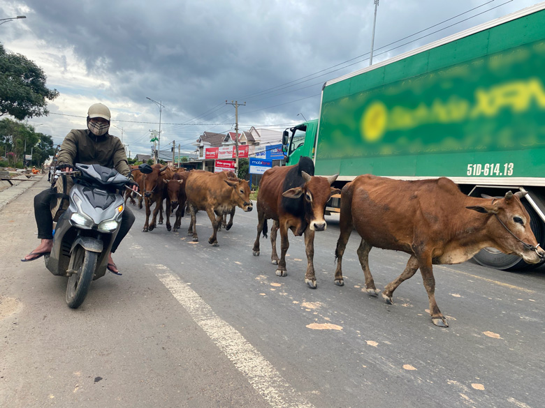 Đàn bò mấy chục con thong dong trên đường đi Đà Lạt - 1