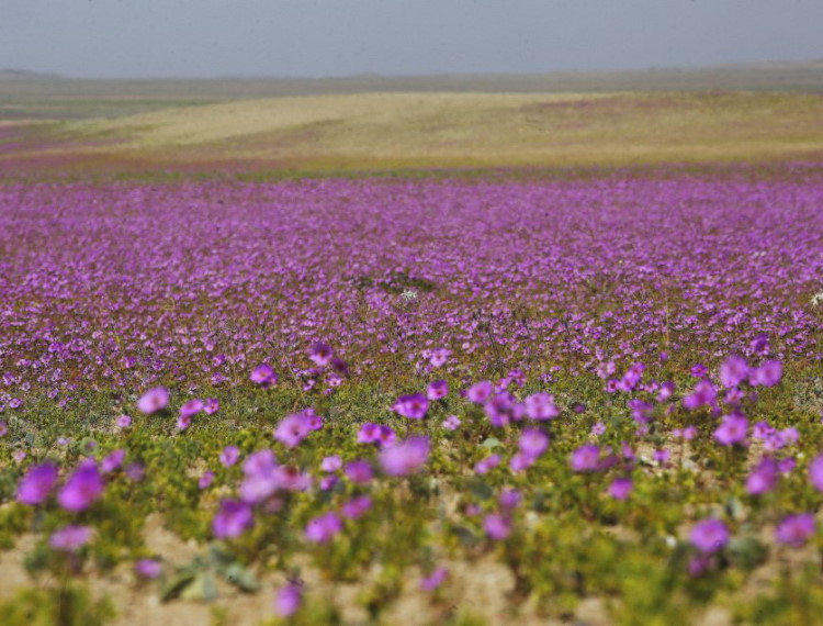 Chile bảo vệ hiện tượng “sa mạc nở hoa“ độc đáo tại Atacama