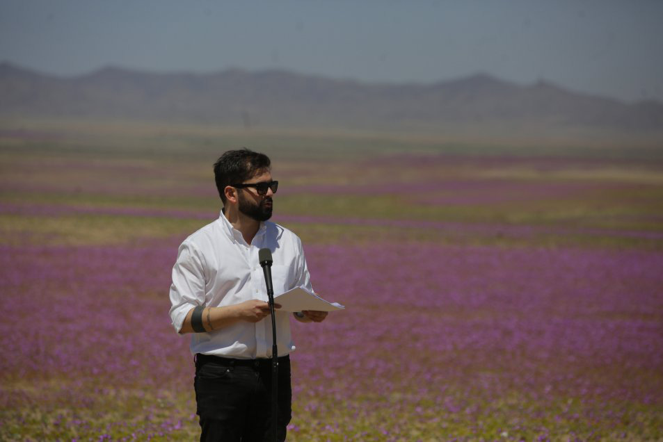Chile bảo vệ hiện tượng "sa mạc nở hoa" độc đáo tại Atacama - 2