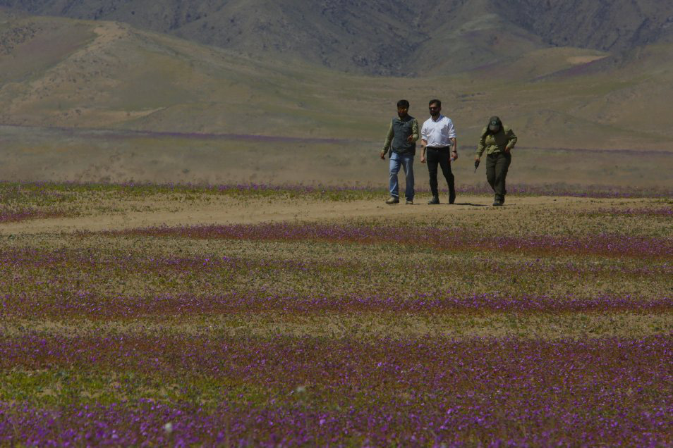Chile bảo vệ hiện tượng "sa mạc nở hoa" độc đáo tại Atacama - 6