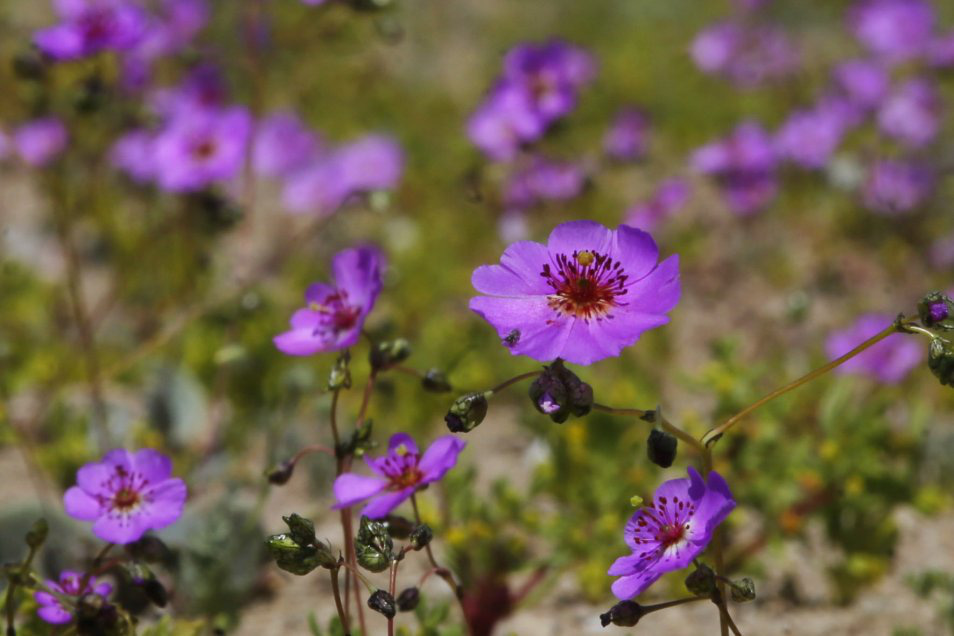 Chile bảo vệ hiện tượng "sa mạc nở hoa" độc đáo tại Atacama - 4