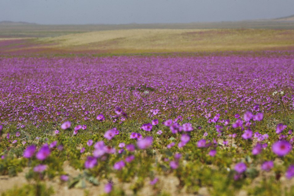 Chile bảo vệ hiện tượng "sa mạc nở hoa" độc đáo tại Atacama - 1
