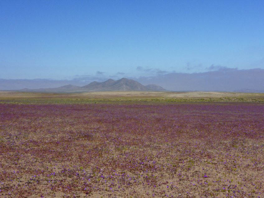 Chile bảo vệ hiện tượng "sa mạc nở hoa" độc đáo tại Atacama - 5