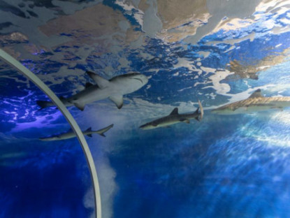 Du khảo - Vào đường hầm trong núi xem ... cá mập bơi vun vút!