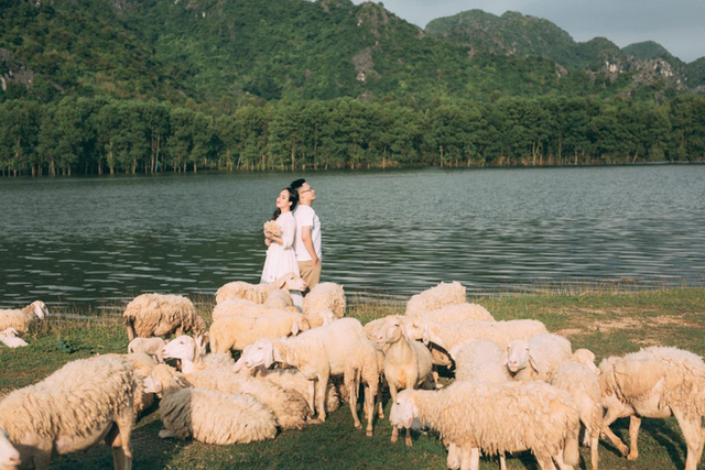 Những cánh đồng thả cừu ấn tượng ở Việt Nam khiến hội mê sống ảo đứng ngồi không yên - 1