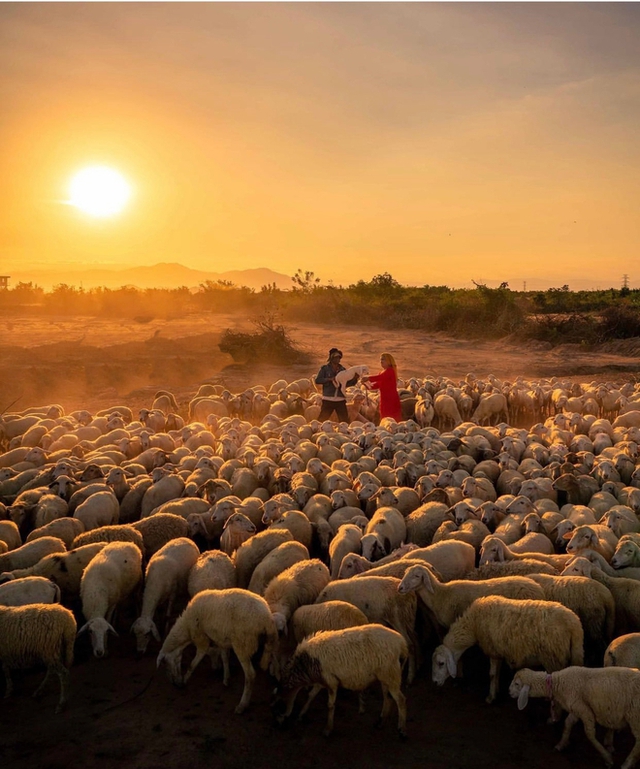 Những cánh đồng thả cừu ấn tượng ở Việt Nam khiến hội mê sống ảo đứng ngồi không yên - 8