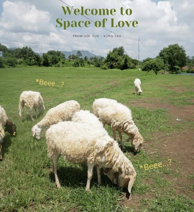 Những cánh đồng thả cừu ấn tượng ở Việt Nam khiến hội mê sống ảo đứng ngồi không yên - 4