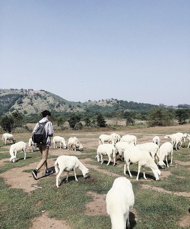 Những cánh đồng thả cừu ấn tượng ở Việt Nam khiến hội mê sống ảo đứng ngồi không yên - 7