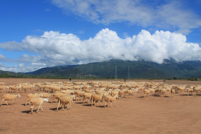 Những cánh đồng thả cừu ấn tượng ở Việt Nam khiến hội mê sống ảo đứng ngồi không yên - 9