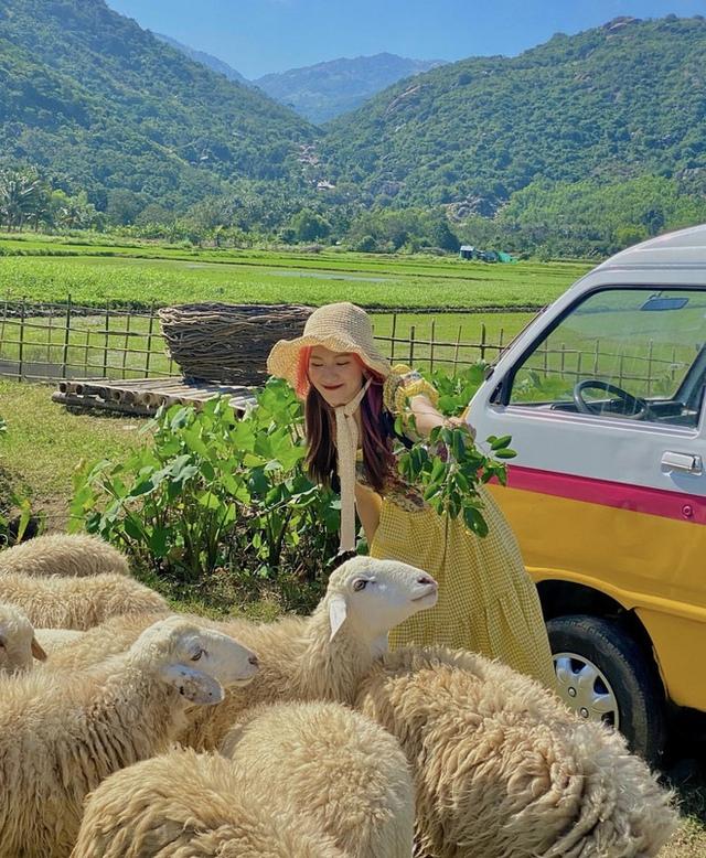 Những cánh đồng thả cừu ấn tượng ở Việt Nam khiến hội mê sống ảo đứng ngồi không yên - 19
