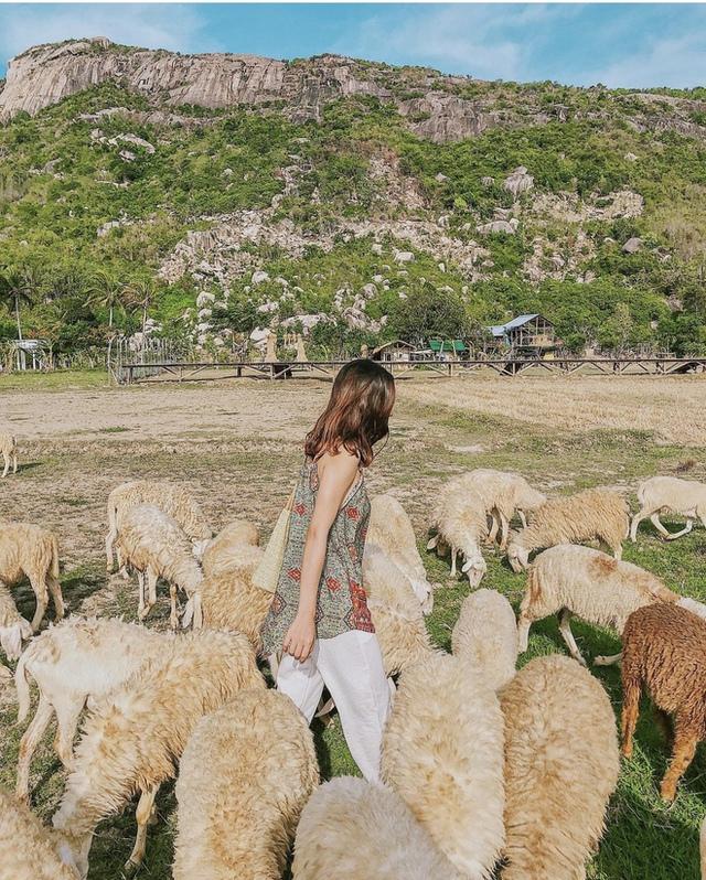 Những cánh đồng thả cừu ấn tượng ở Việt Nam khiến hội mê sống ảo đứng ngồi không yên - 17