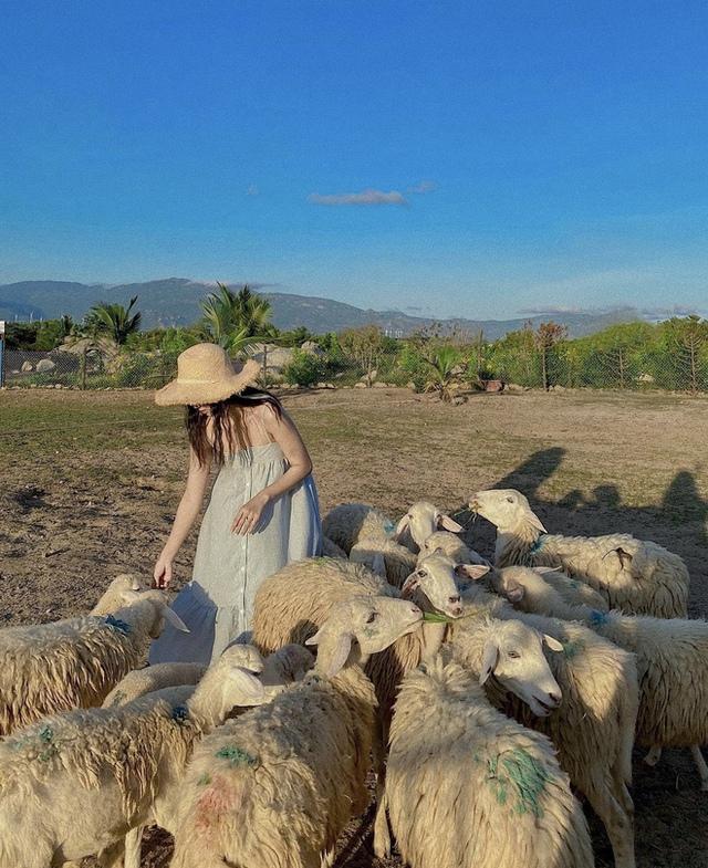Những cánh đồng thả cừu ấn tượng ở Việt Nam khiến hội mê sống ảo đứng ngồi không yên - 11