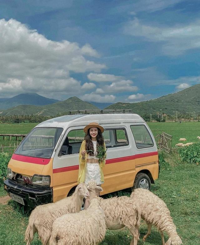 Những cánh đồng thả cừu ấn tượng ở Việt Nam khiến hội mê sống ảo đứng ngồi không yên - 18