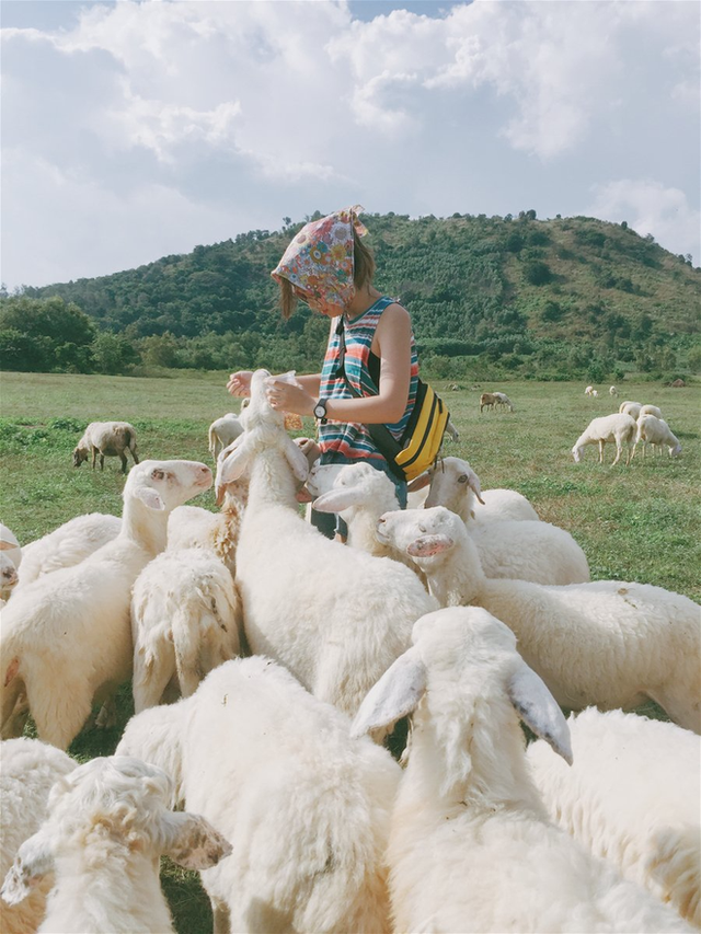 Những cánh đồng thả cừu ấn tượng ở Việt Nam khiến hội mê sống ảo đứng ngồi không yên - 6