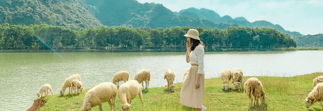 Những cánh đồng thả cừu ấn tượng ở Việt Nam khiến hội mê sống ảo đứng ngồi không yên - 2