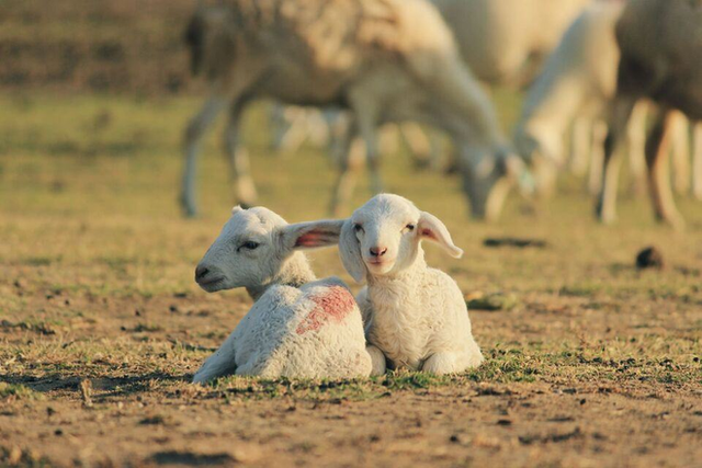 Những cánh đồng thả cừu ấn tượng ở Việt Nam khiến hội mê sống ảo đứng ngồi không yên - 5