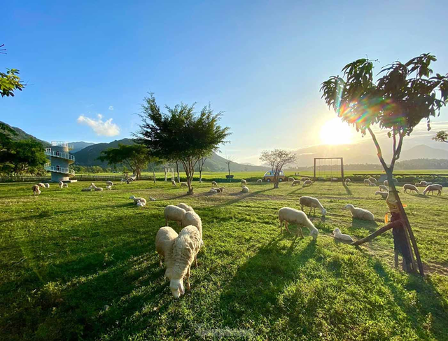 Những cánh đồng thả cừu ấn tượng ở Việt Nam khiến hội mê sống ảo đứng ngồi không yên - 14