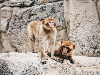 Chuyện hay - Ngôi làng cho khỉ làm chủ sở hữu tới 13 ha đất đắt giá