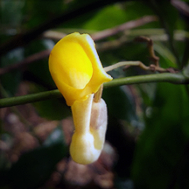 Việt Nam bất ngờ phát hiện 2 loài hoa mới, thế giới chưa biết - 2